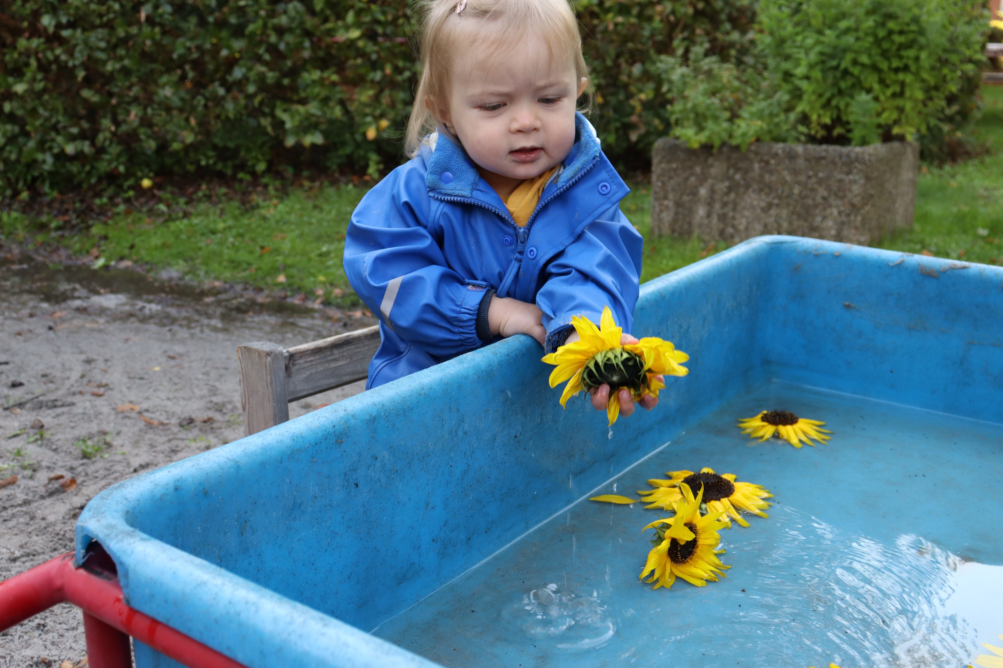 Barn holder blomst imens der leges med vand